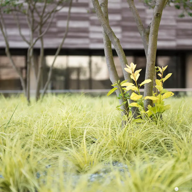 Verdant Urban Landscape with Grassy Groundcover and Slender Trees
