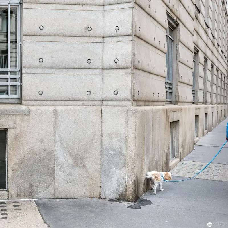 Urban Architecture with Solitary Dog Near Concrete Structural Wall