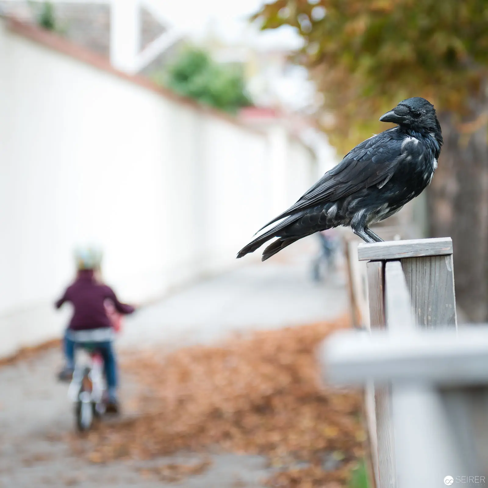 Dark Corvid Perched on Fence with Cyclist Passing in Blurred Background