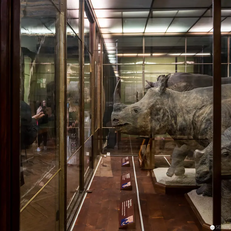 Natura Morta: Taxidermied Rhinoceros in Museum Display with Reflective Glass Panels