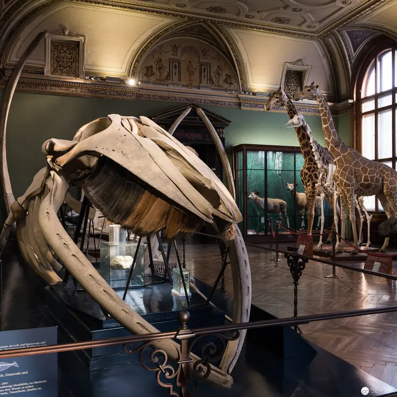 Whale Skeleton and Giraffes in Ornate Natural History Museum Gallery