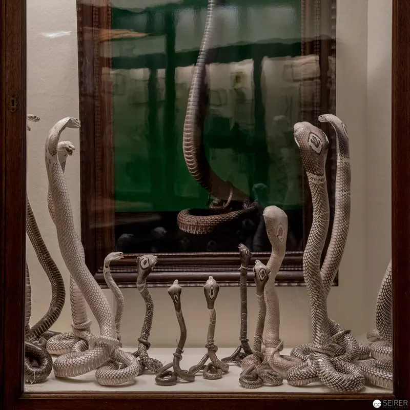 Skeletal Snake Arrangement in Monochrome: Oliver Mark's Natura Morta at NHM Vienna