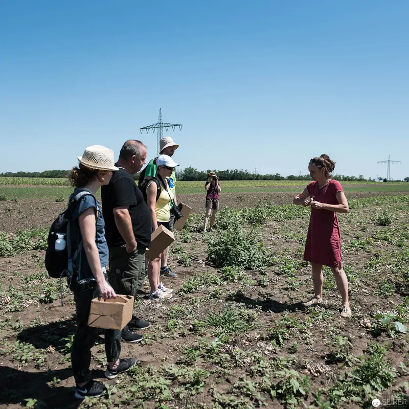 Erich Stekovics Inspecting Tomato Fields with Research Team in Burgenland