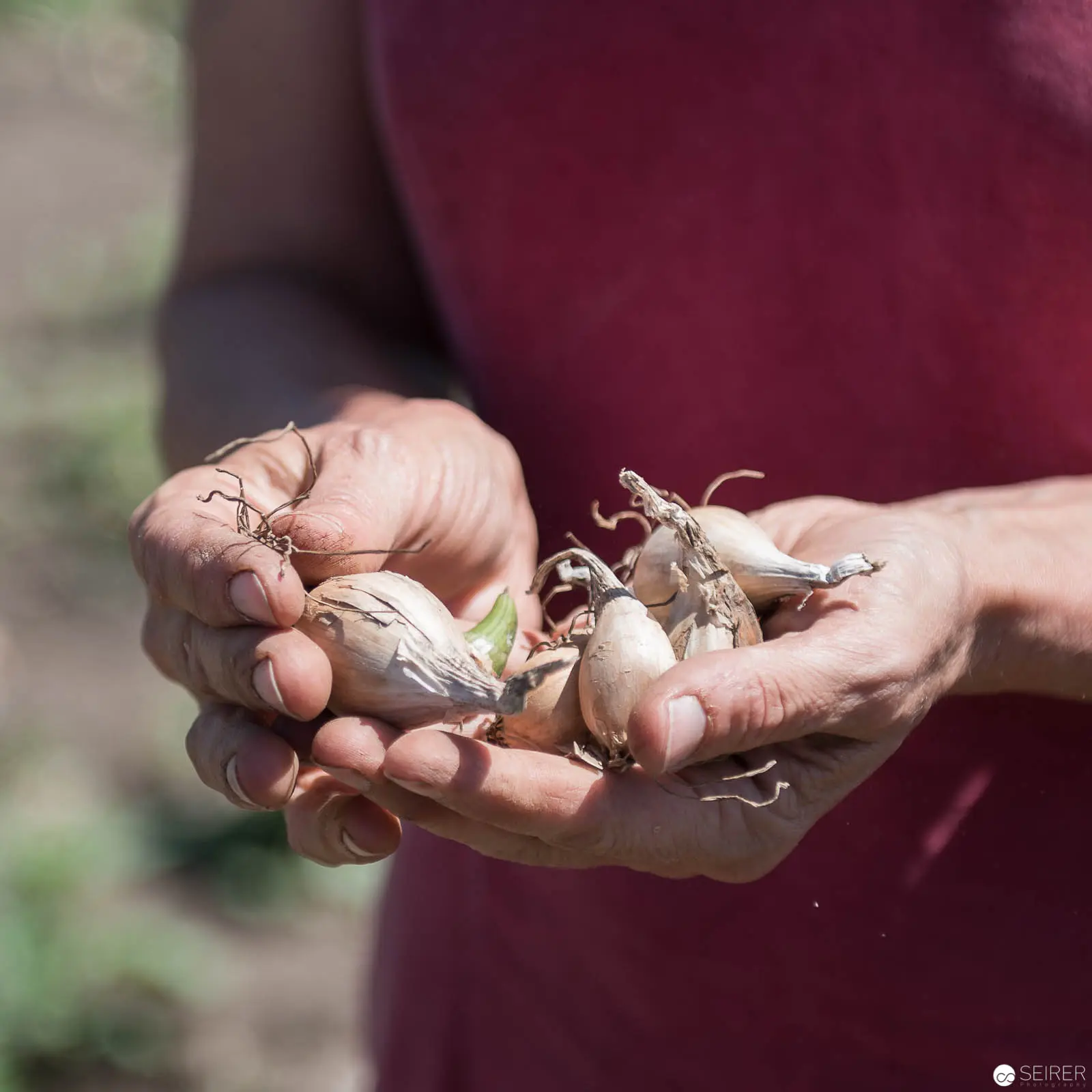 Farmer's Hands Holding Seedlings at Erich Stekovics' Tomato Farm in Burgenland