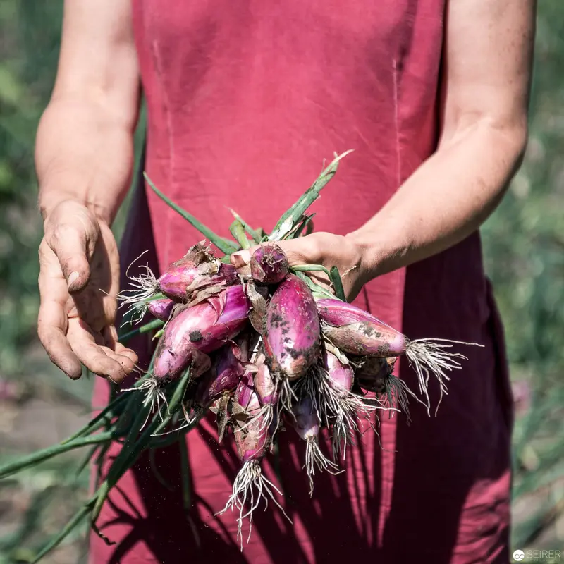 Fresh Harvest of Vibrant Red Onions from Stekovics Farm in Burgenland