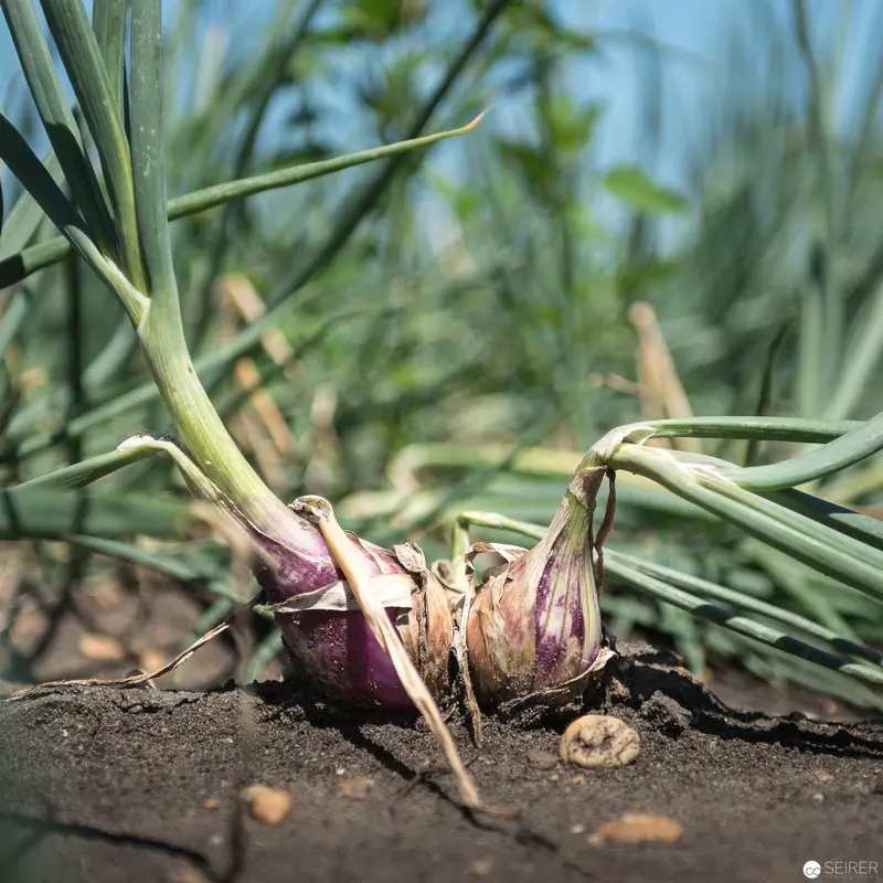 Purple Onion Bulbs Emerging from Rich Soil in Agricultural Landscape