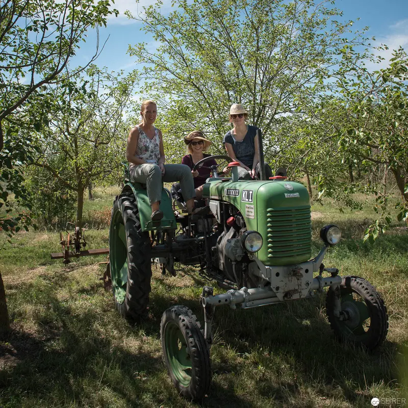 Stekovics Tomato Farm: Vintage Tractor in Burgenland Orchard with Farmworkers
