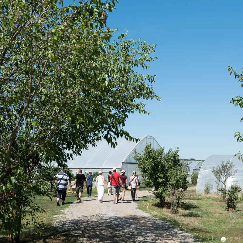 Visitors Walking Along Orchard Path Towards Stekovics Tomato Farm Greenhouse