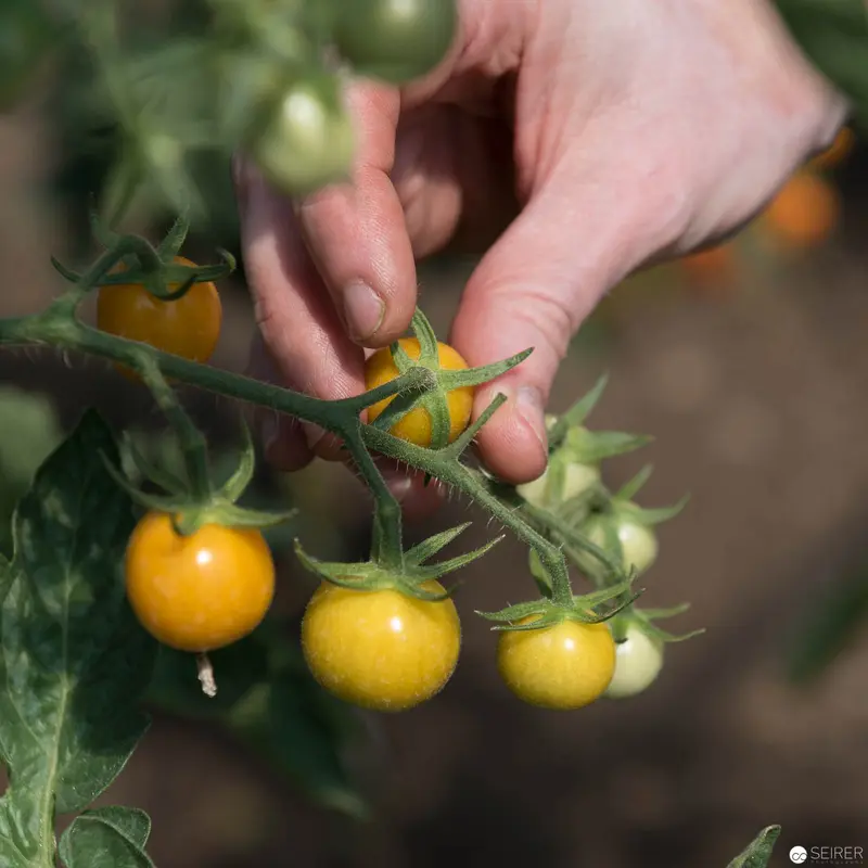 Erich Stekovics' Hand Harvesting Ripe Yellow Cherry Tomatoes on Burgenland Farm