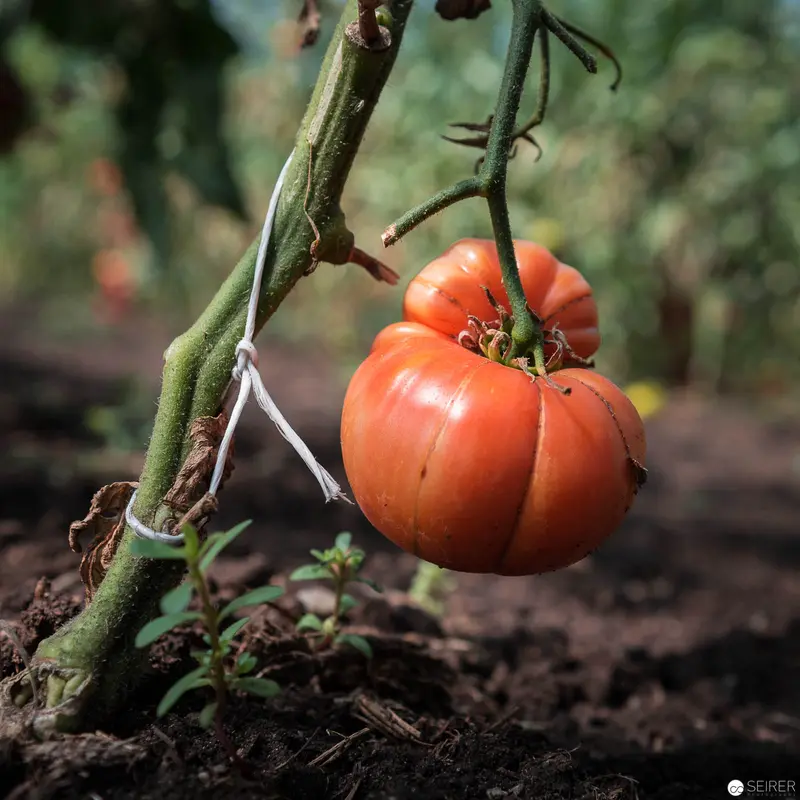 Ripe Tomato on Vine at Erich Stekovics' Burgenland Farm
