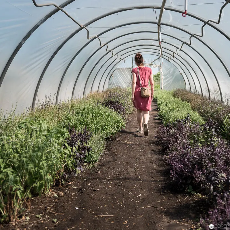 Solitary Figure Walking Through Verdant Greenhouse with Arched Metallic Structure