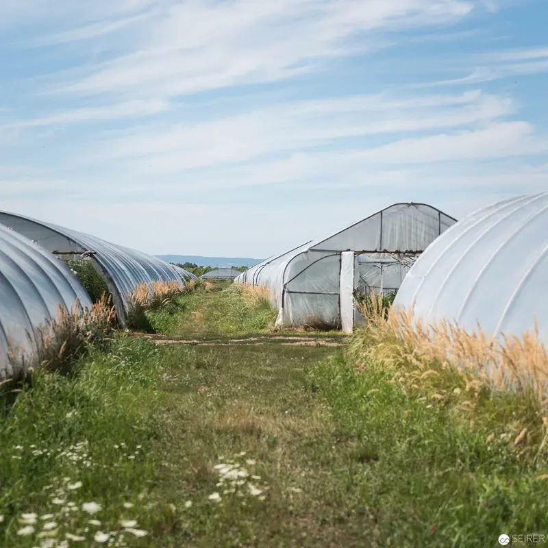 Agricultural Landscape with Curved Greenhouse Structures in Burgenland Farmland
