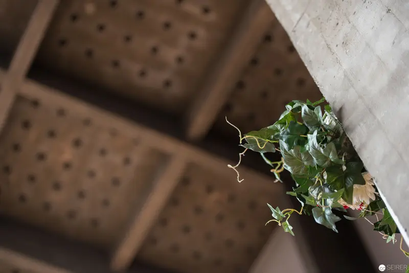 Ivy Tendril Emerging from Perforated Architectural Ceiling Structure