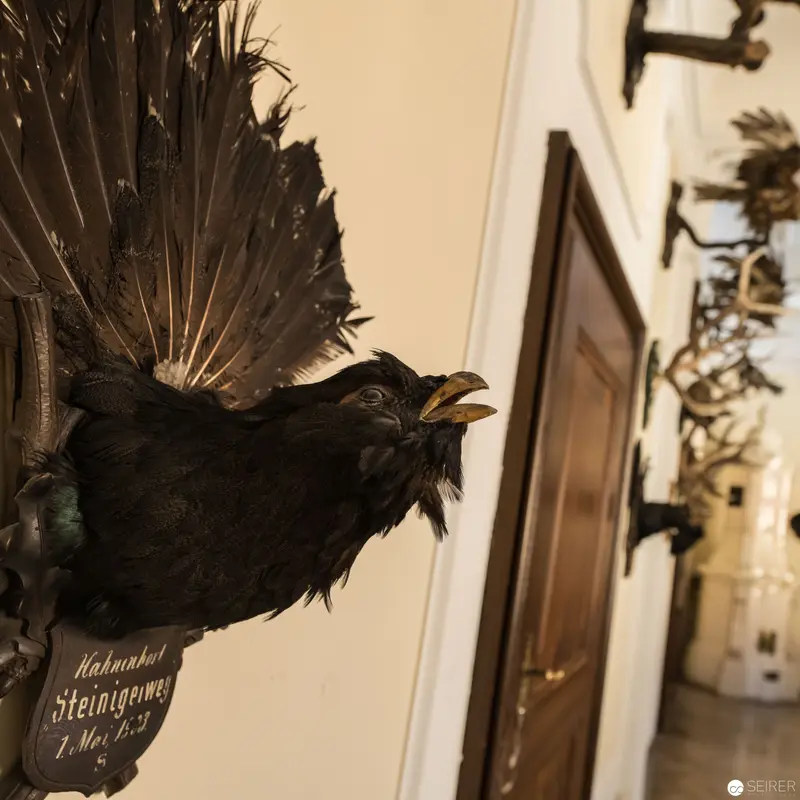 Taxidermied Black Raven Mounted in Historic Schloss Eckartsau Interior