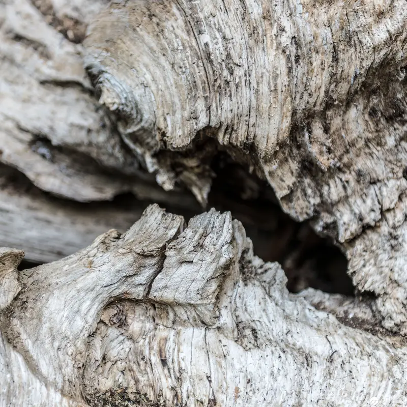 Weathered Tree Bark Macro Study: Textural Landscape of Natural Erosion