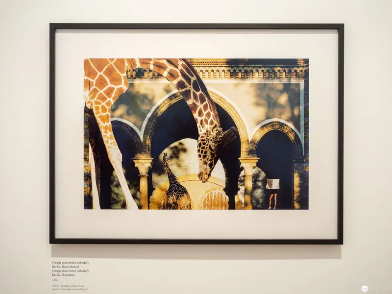 Giraffa camelopardalis: Architectural Encounter in Surreal Photographic Composition