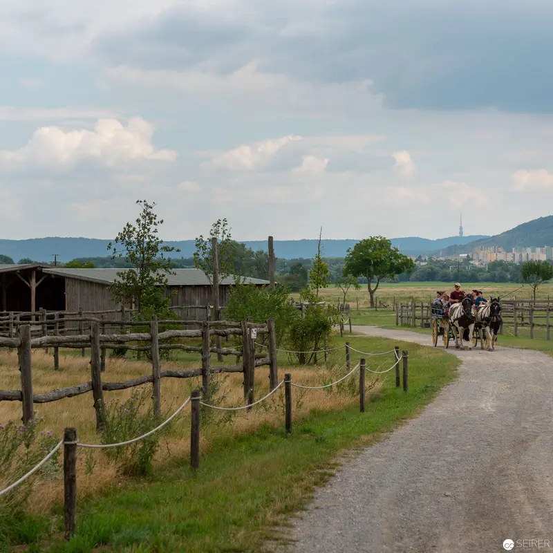 Rural Landscape with Horse-Drawn Carriage on Fenced Country Path