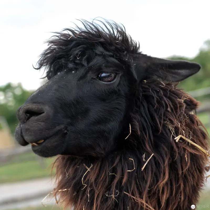 Black Alpaca with Windswept Fleece and Contemplative Gaze