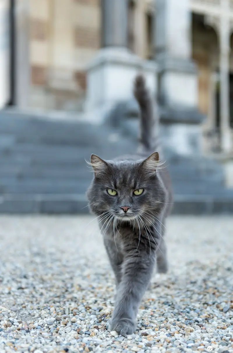 Intense Gray Long-Haired Cat Stalking Across Gravel Urban Pathway