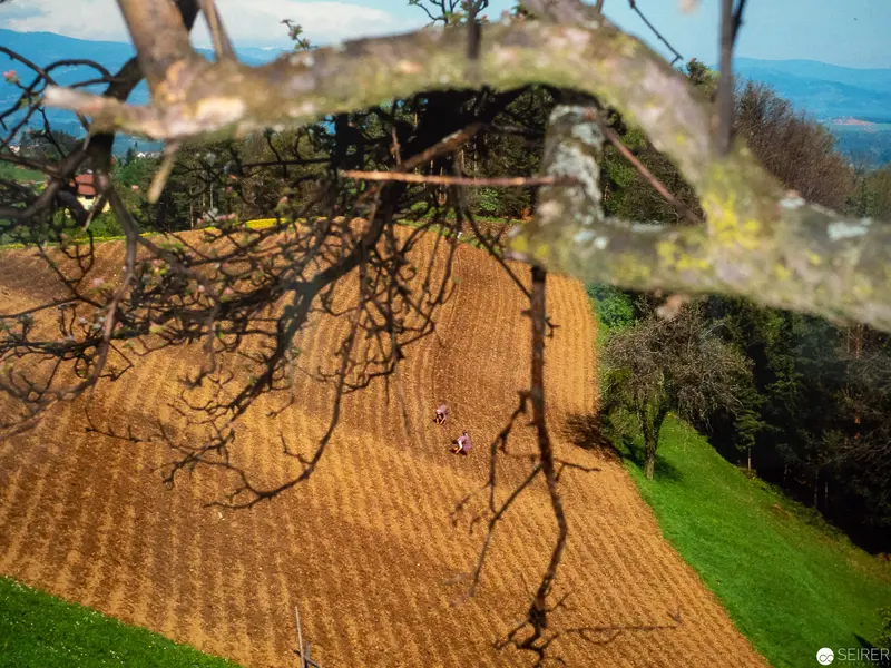 Landscape Fragmentation: Branches Framing Plowed Agricultural Field with Distant Horizon