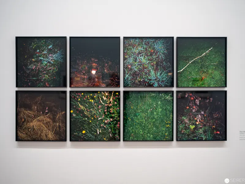Forest Floor Fragments: Botanical Macro Studies in Dark Green Palette