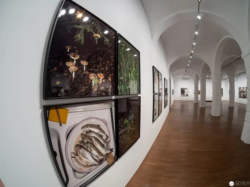 Contemporary Art Gallery Display: Ecological and Culinary Photographic Compositions