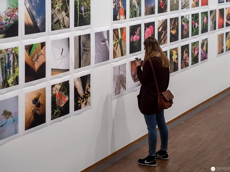 Solo Viewer Examining Diverse Nature Photography Exhibition Wall
