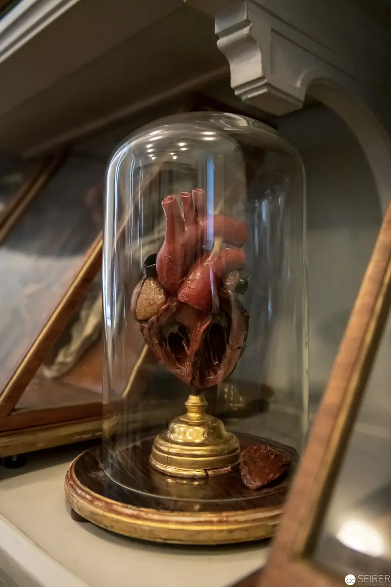 Anatomical Specimen of Human Heart Under Glass Dome on Gilded Stand