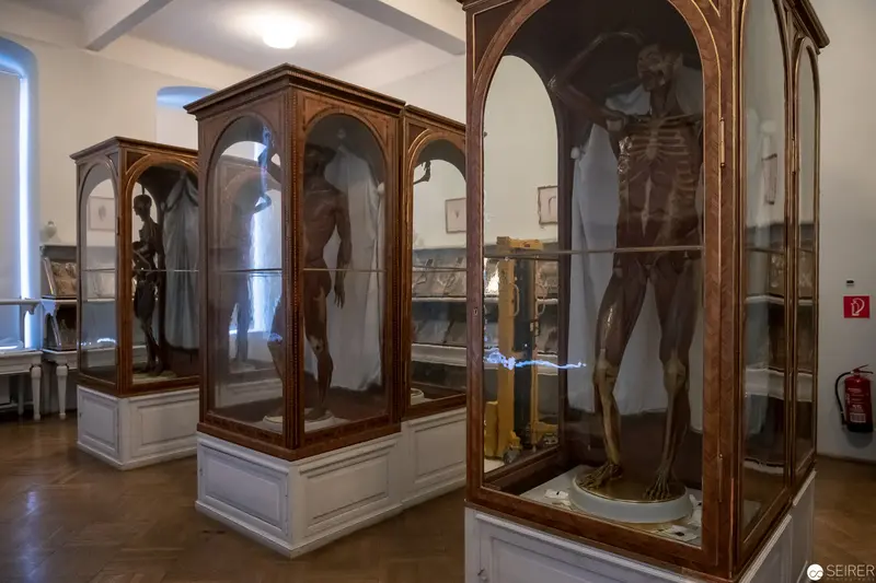 Skeletal Museum Display in Elegant Wooden Vitrines with Archaeological Specimens