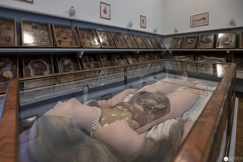 Museum Display of Archaeological Specimen with Ghostly Reflected Figure