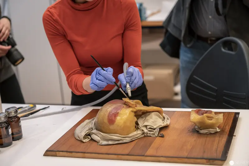 Conservation Laboratory Specimen Analysis with Gloved Technician