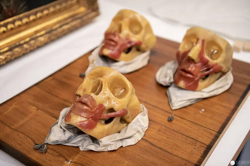 Anatomical Skull Models on Wooden Surface with Detailed Musculature