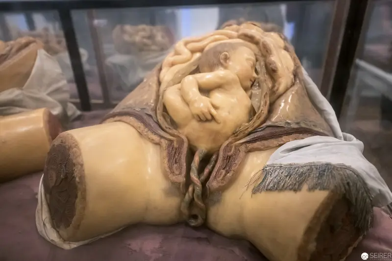 Wax Anatomical Model of Sleeping Figure with Detailed Physiological Representation