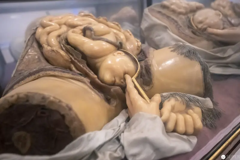 Anatomical Specimen of Developing Fetus in Medical Preservation Display