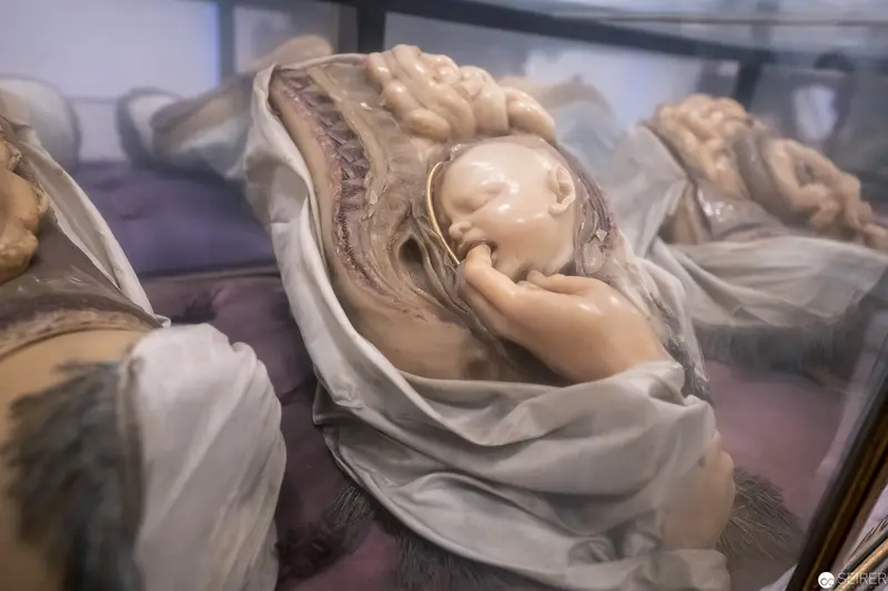 Anatomical Specimen of Fetal Development in Detailed Medical Model