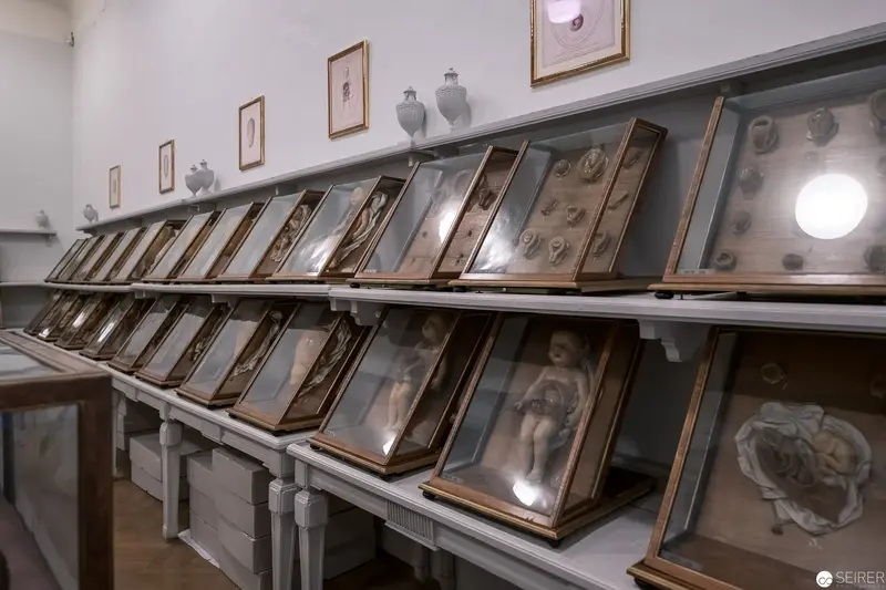 Scientific Archive Storage: Systematic Display of Anatomical Specimens in Museum Cases