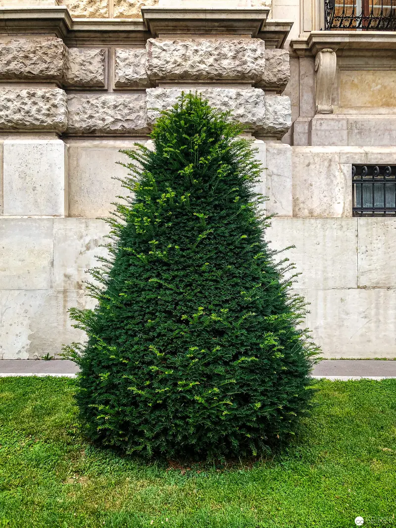 Precisely Manicured Evergreen Shrub Against Textured Stone Architectural Facade