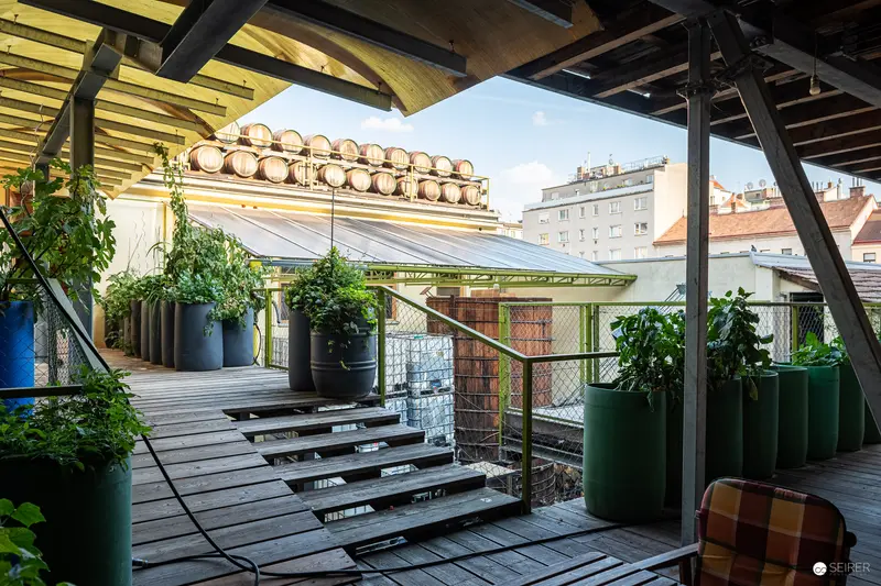 Urban Rooftop Brewery View with Wooden Barrels and Architectural Greenery