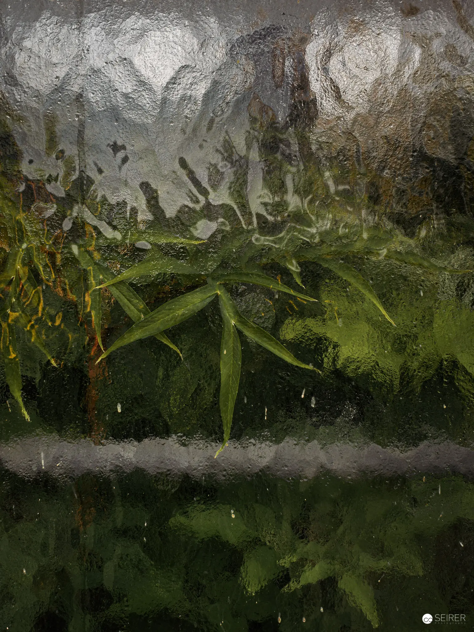 Botanical Garden in Vienna: Verdant Landscape Through Rain-Streaked Glass