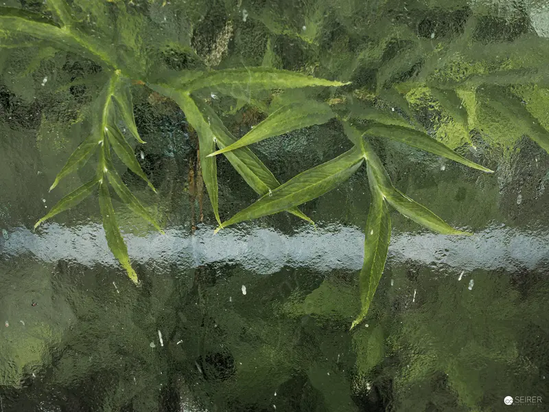 Green Botanical Foliage Through Rain-Streaked Glass in Vienna Garden