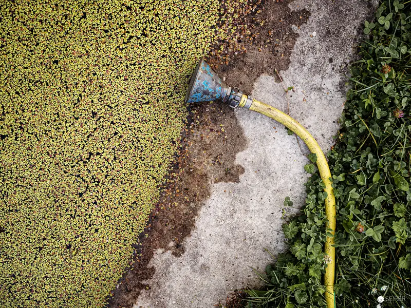 Botanical Garden Watering Scene with Yellow Hose and Duckweed Landscape