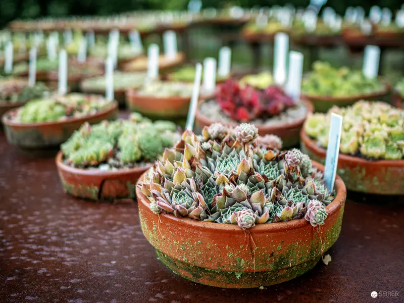 Succulent Collection in Terracotta Pots at Botanical Garden
