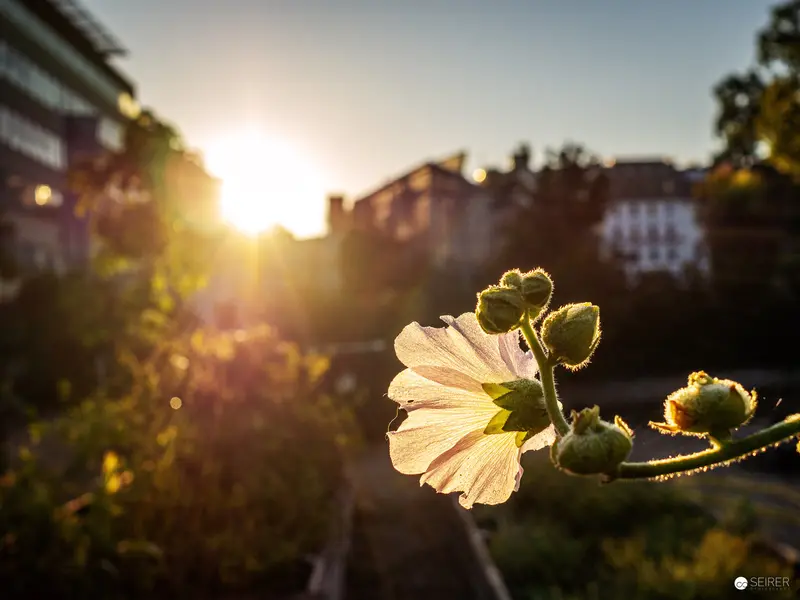 Sunlit Hollyhock Bloom Against Urban Backdrop at Dusk