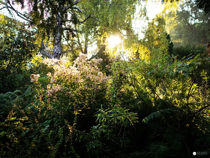 Late Summer Sunlight Illuminating Botanical Gardens in Vienna