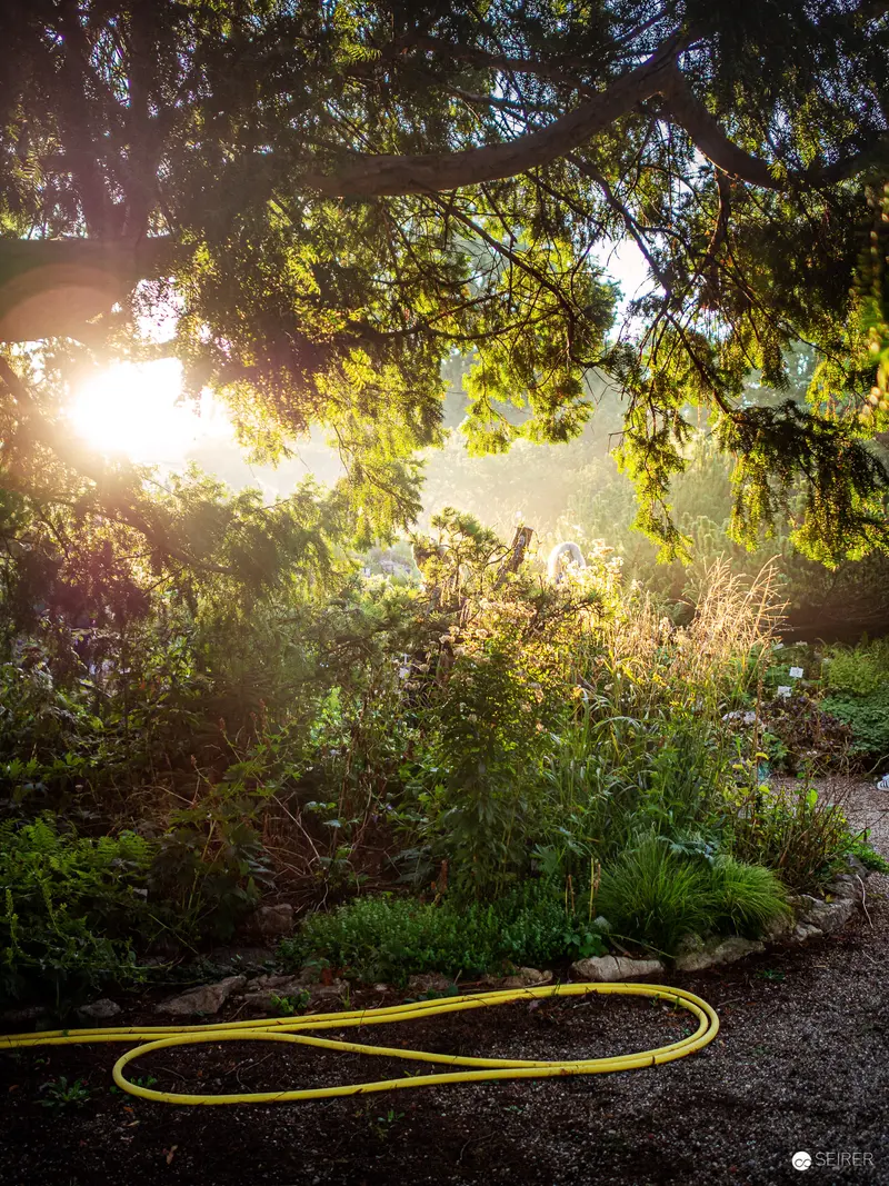 Golden Sunlight through Garden Foliage with Yellow Garden Hose at Botanischer Garten Wien