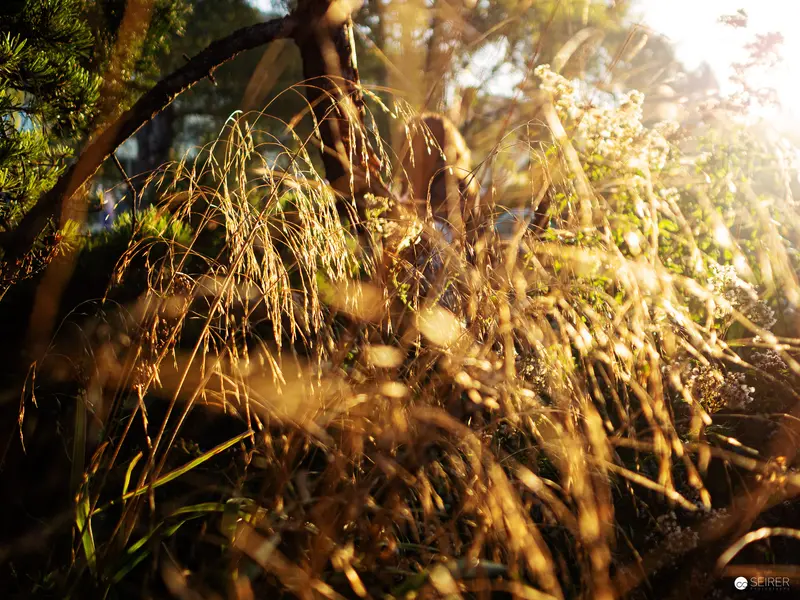Golden Autumn Grasses Illuminated by Soft Sunlight in Botanical Garden