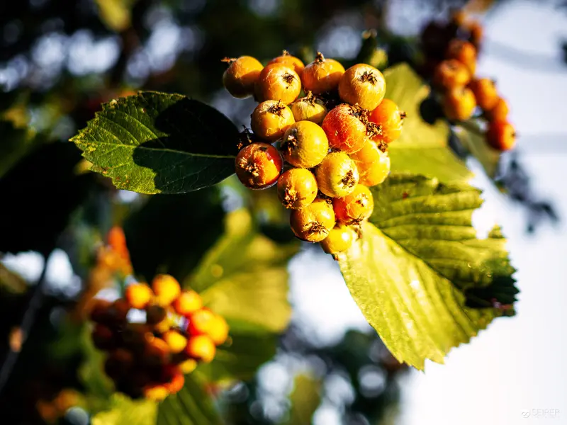 Autumnal Cluster of Golden Rowan Berries on Verdant Botanical Garden Branches