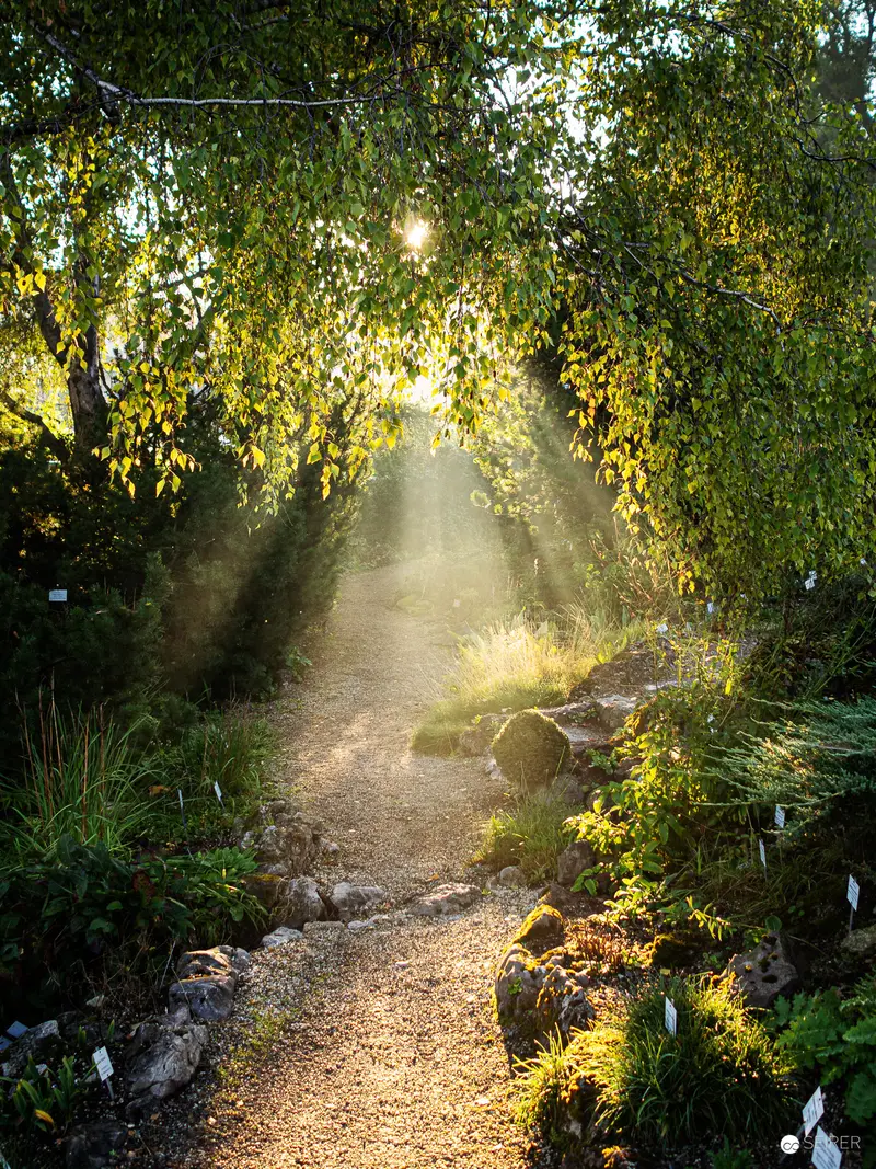 Sunlit Woodland Path in Botanischer Garten Wien: Ethereal Morning Light