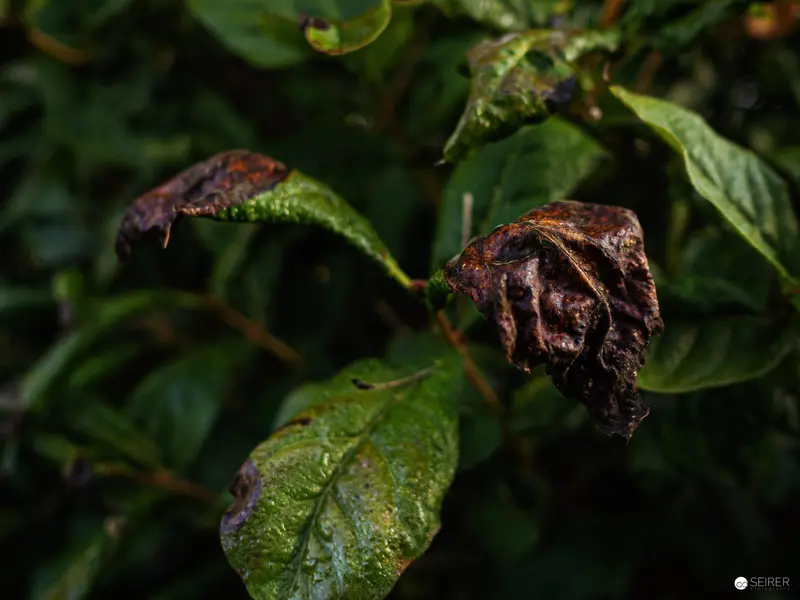 Decaying Botanical Specimen: Withered Leaves in Late Autumn Detail