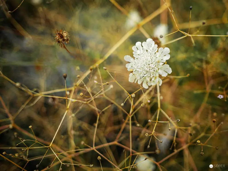 White Scabiosa Flower Amid Tangled Botanical Garden Branches